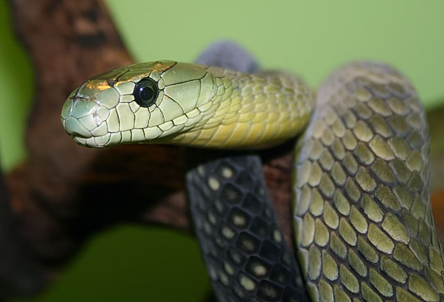 jamesons mamba