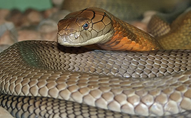 king cobra