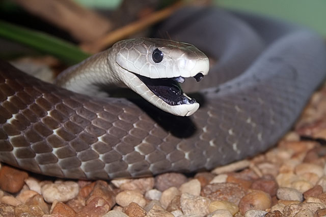 mamba2