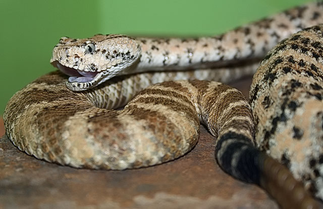 speckled rattlesnake