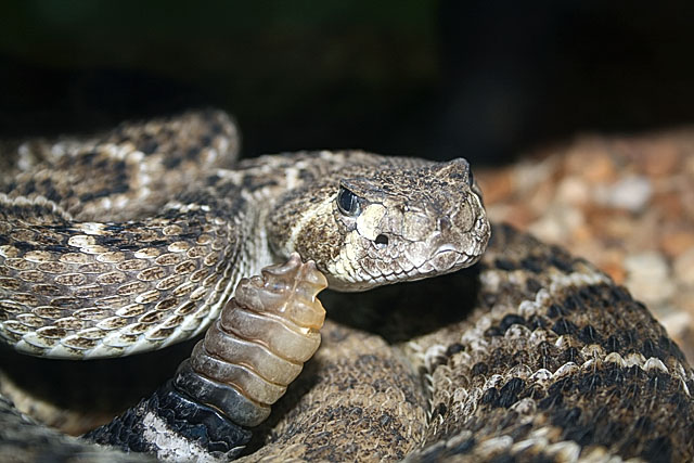 western diamondback