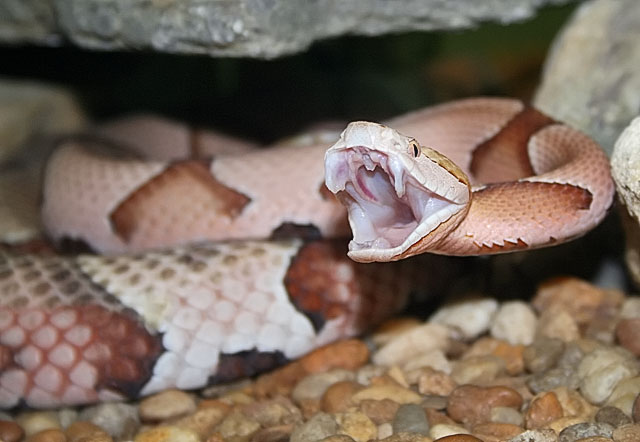 copperhead3