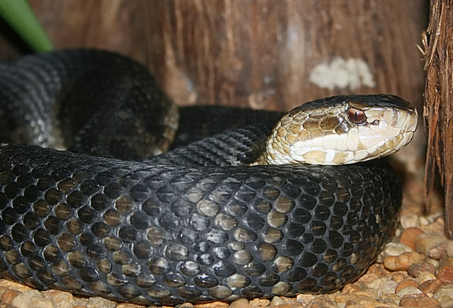 cottonmouth