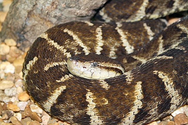 fer-de-lance