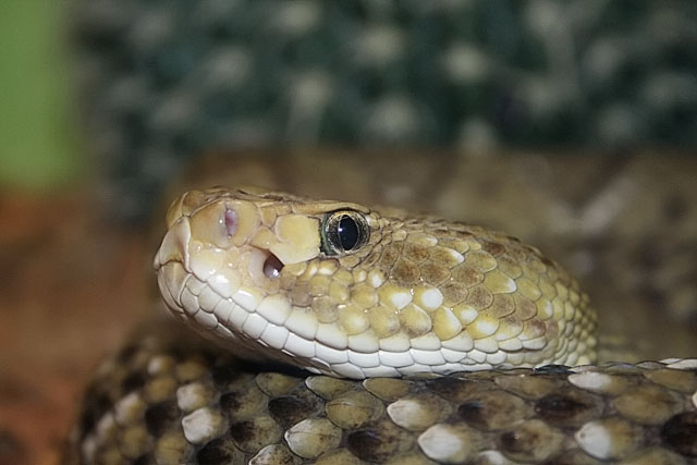 mexico west coast rattlesnake