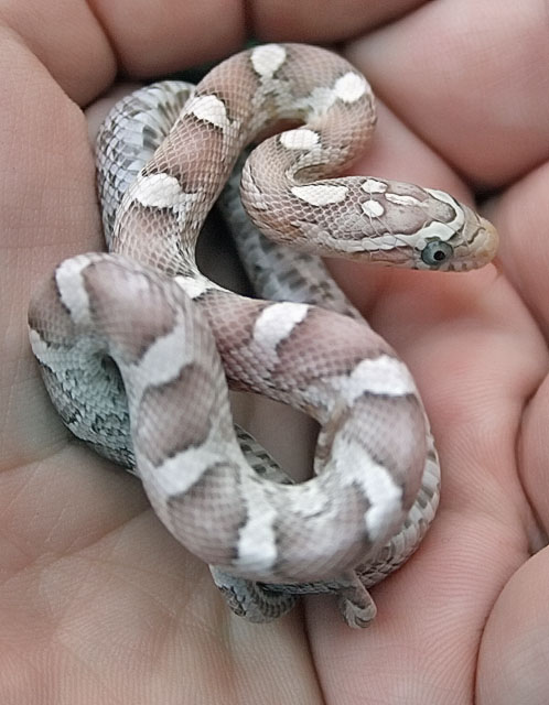 Yahzi