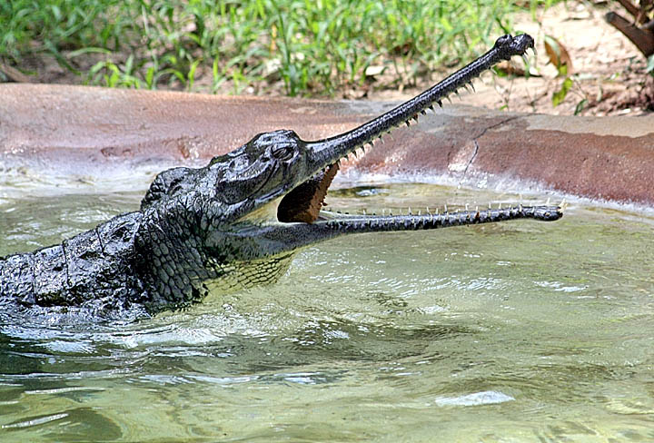 5JUL Indian Gharial2.jpg