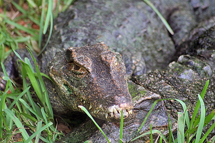 5JUl Smooth Fronted Caiman.jpg