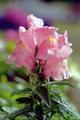 Floral 2.jpg