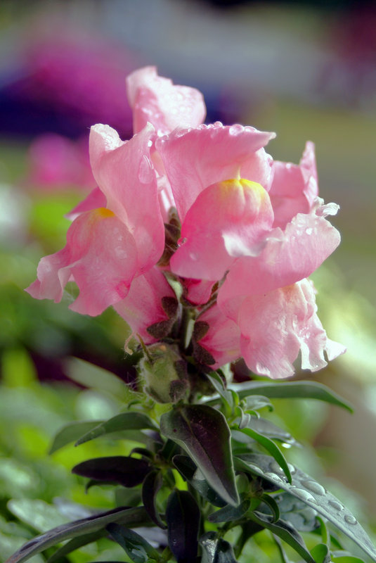 Floral 2.jpg