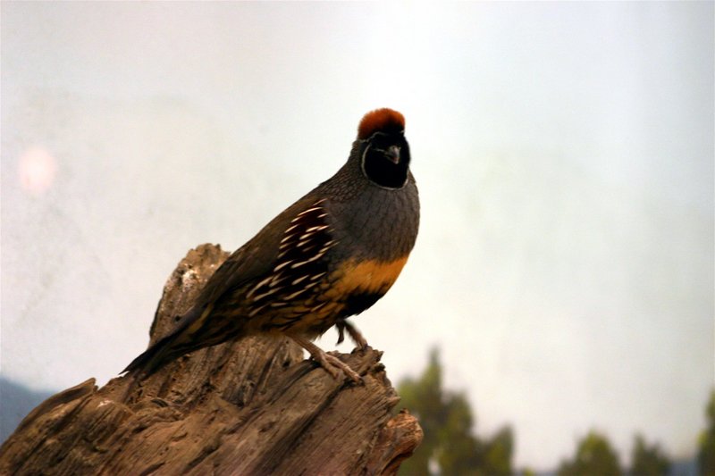 Bird Wildlife.jpg