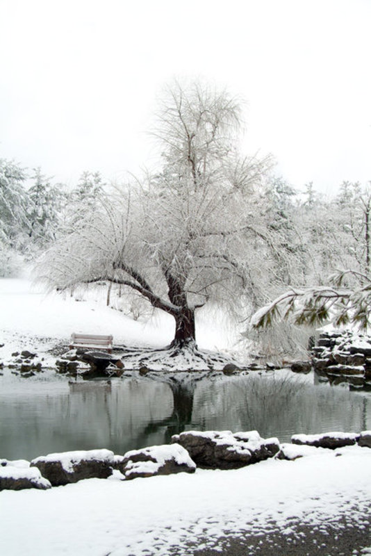 photo 038-tree fix.jpg