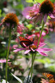 Secret Garden