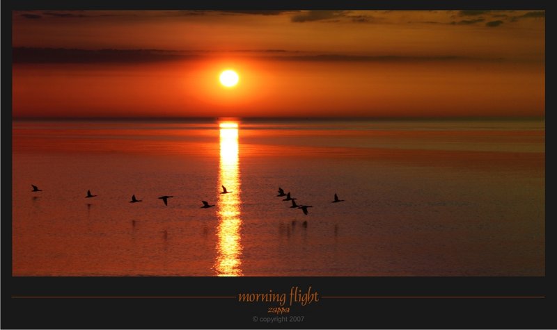 morning flight.jpg