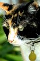 Prissy