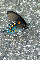 DSC_0095.gif