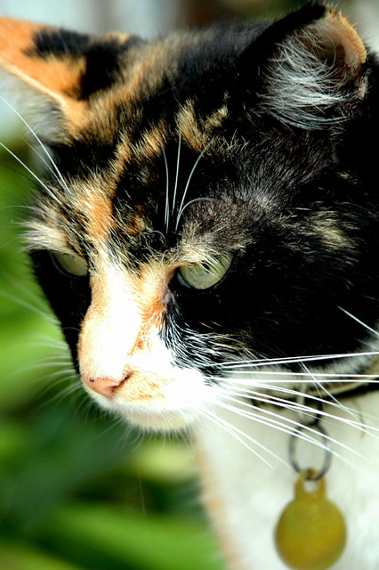 Prissy