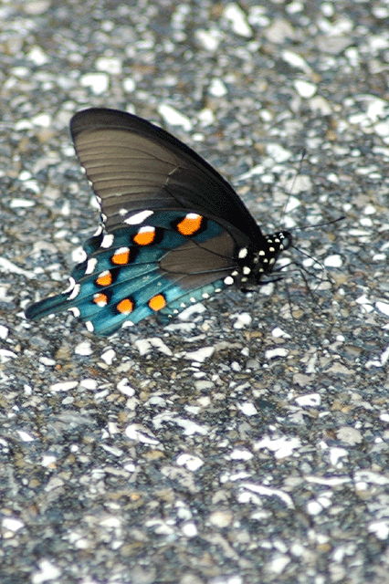 DSC_0095.gif