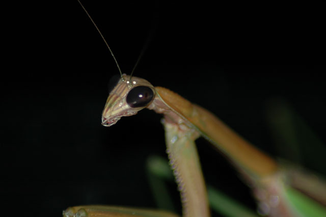 DSC_0005.jpg