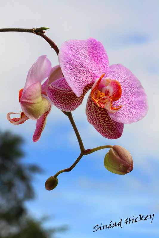 Orchid