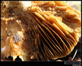 Mushroom II
