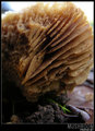 Mushroom I