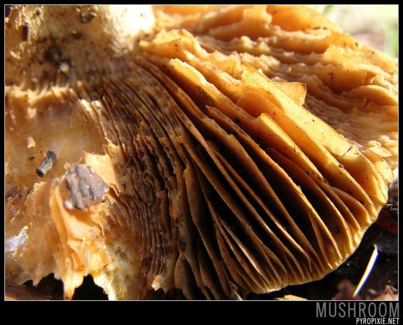 Mushroom II