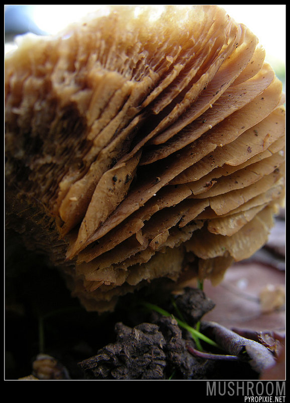 Mushroom I