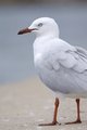Seagull 1