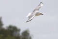 Seagull 2