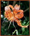 tiger lily a.jpg