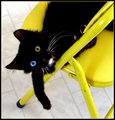 Color cat