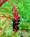 Poke berries