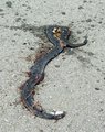 Eeeeewwwwww2