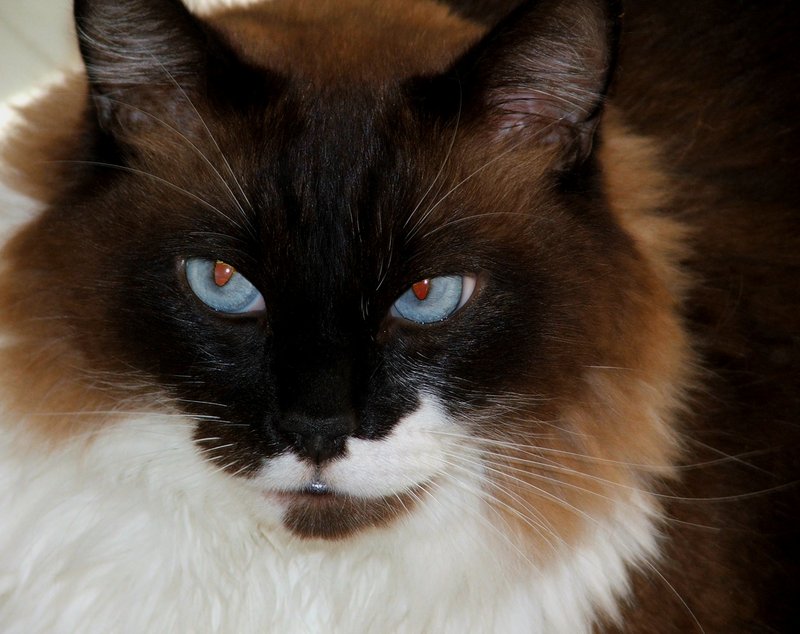 maurice 1.jpg