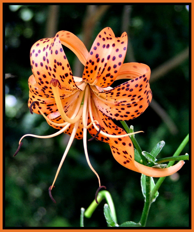 tiger lily a.jpg