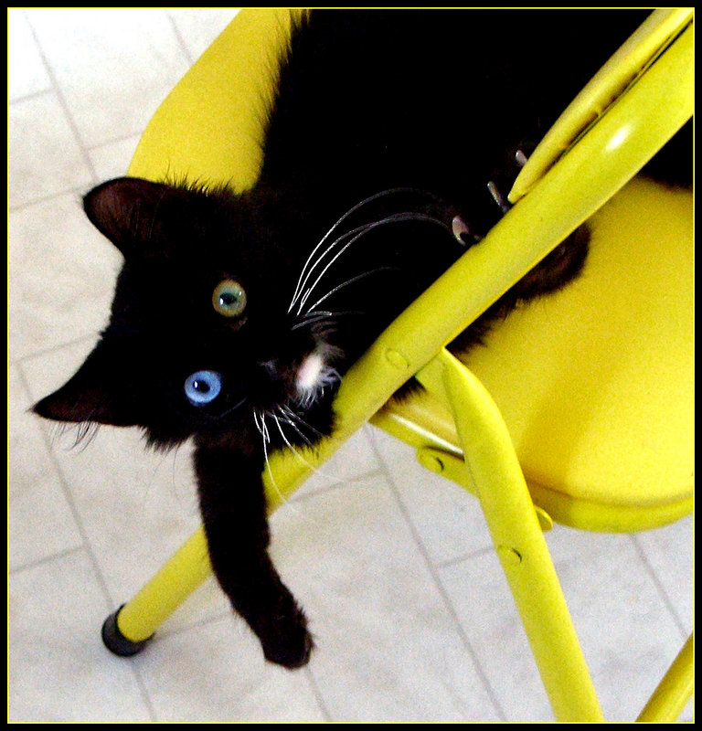 Color cat
