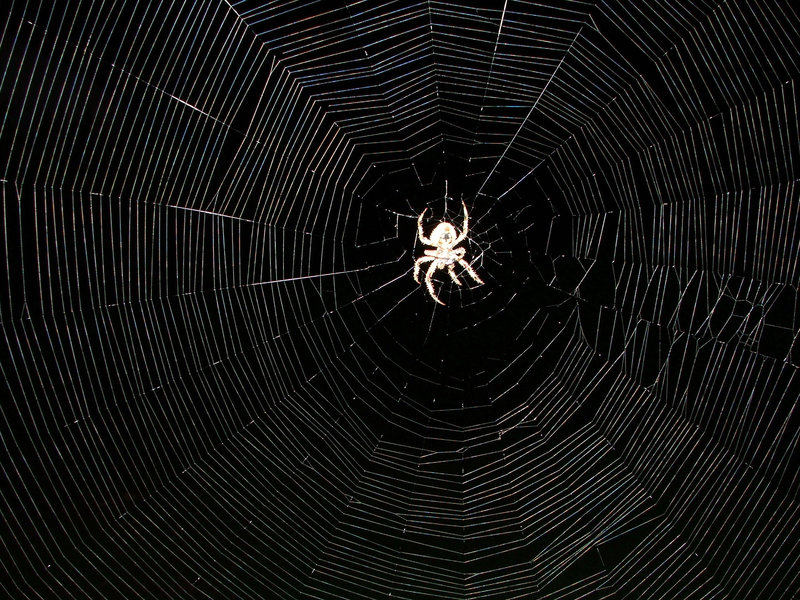spider web