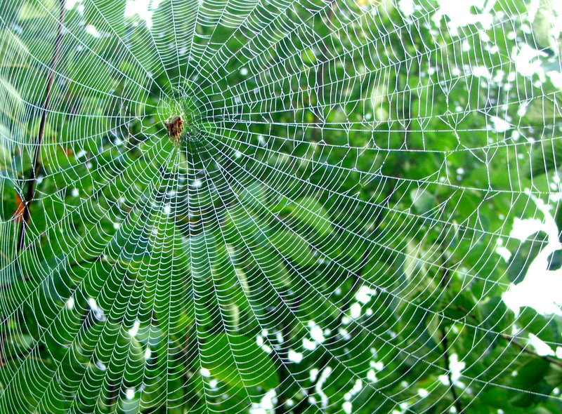 morning lace