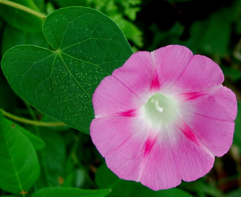 morning glory.jpg