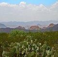 Desert-Cactus