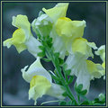 Snapdragons