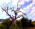 Old Tree