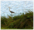 Heron