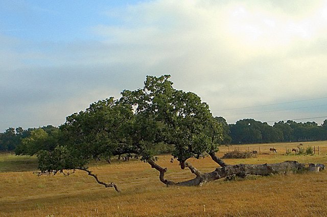 fallen tree