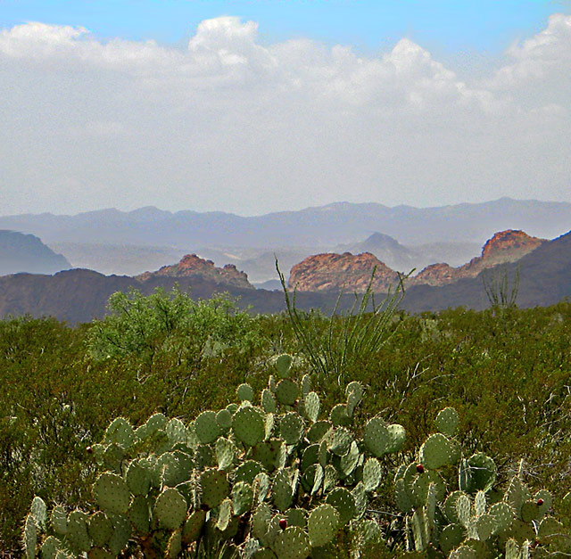 Desert-Cactus