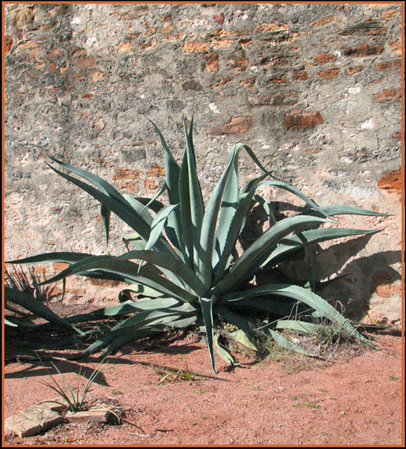 Century Plant