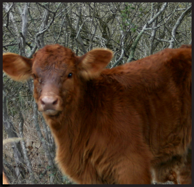 Freshly Licked Calf