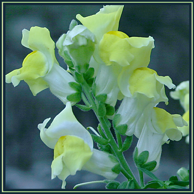 Snapdragons