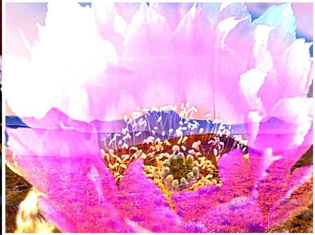 Desert Flower